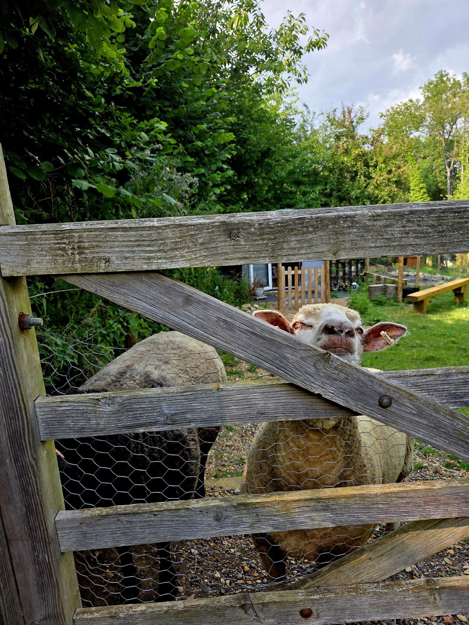 Two sheep looking through a wooden five-bar gate on the smallholding at Otham where the Karistyle salon is based