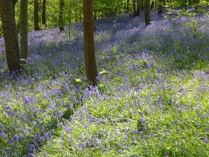 What's On in Kent This May: Festivals, Food, Bluebells and a Royal Jousting Anniversary to Look Forward To